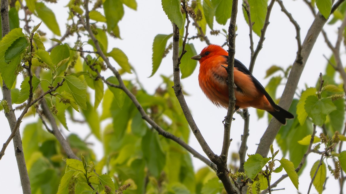 Scarlet Tanager - ML636289262
