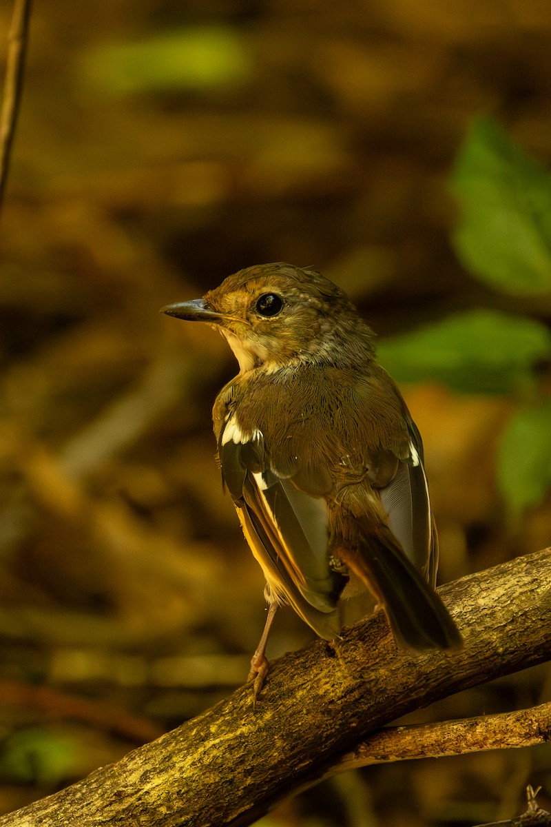 Madagascar Magpie-Robin - ML636289307