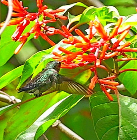 Colibrí Zumbadorcito - ML636289342