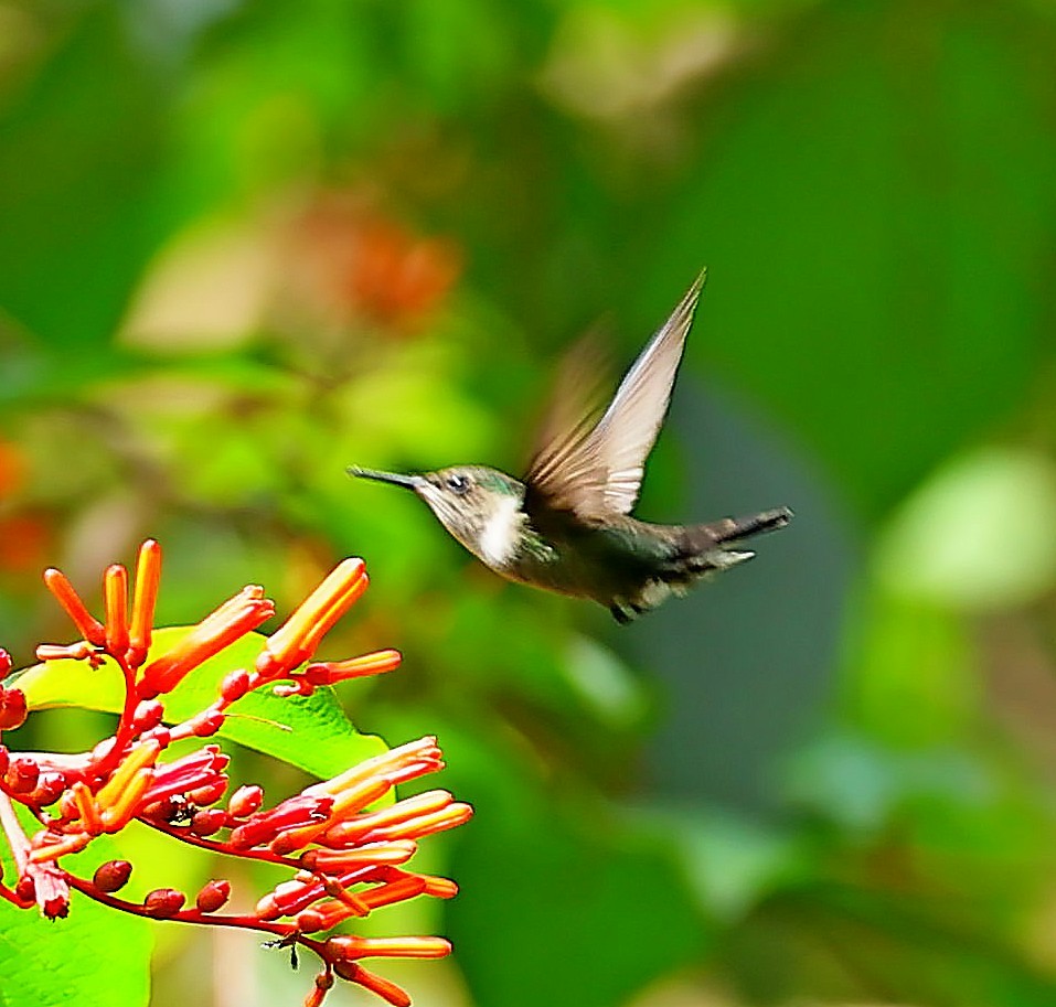 Colibrí Zumbadorcito - ML636289344