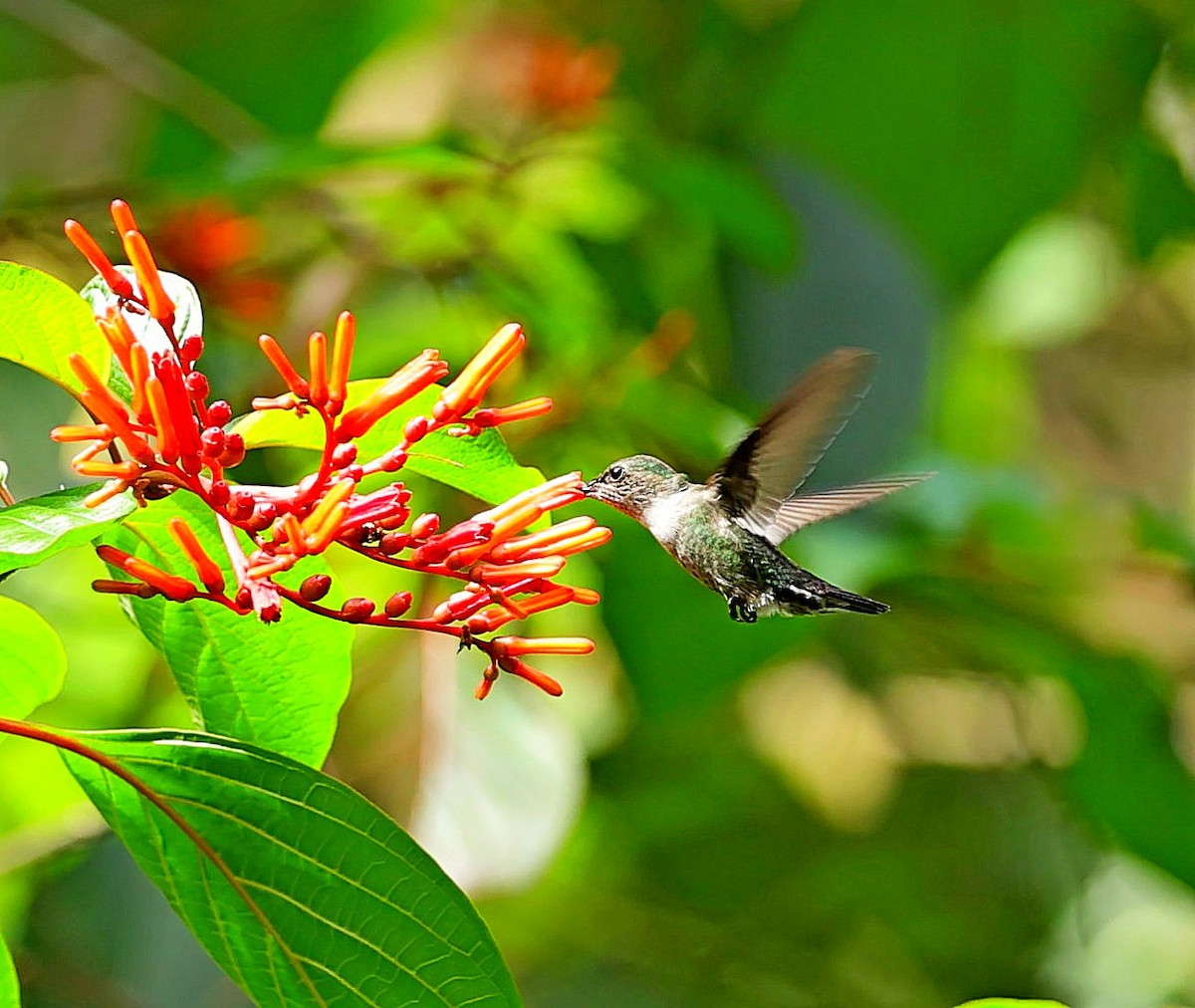 Colibrí Zumbadorcito - ML636289345