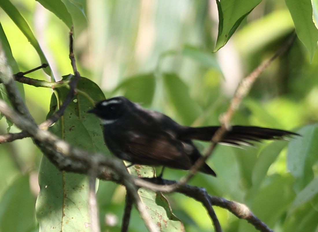White-throated Fantail - ML636289484