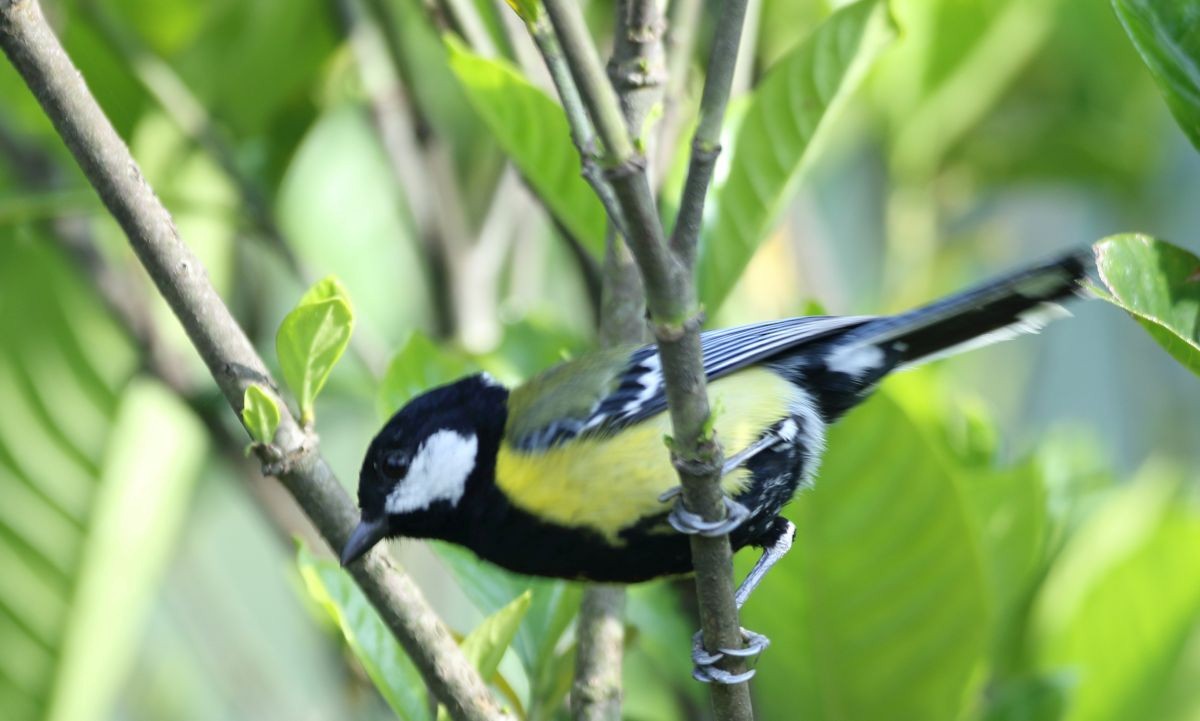 Green-backed Tit - ML636289493