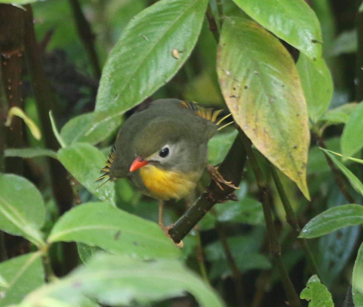 Red-billed Leiothrix - ML636289507