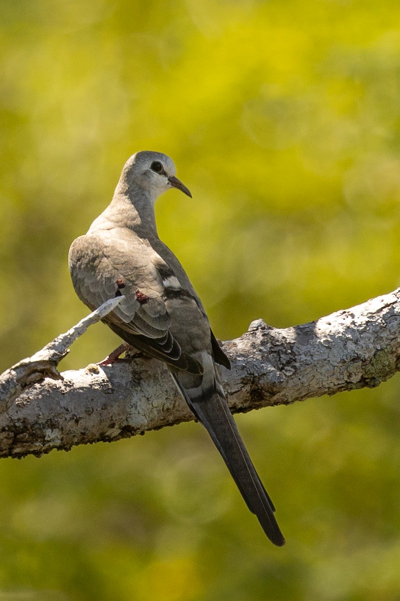 Namaqua Dove - ML636289525