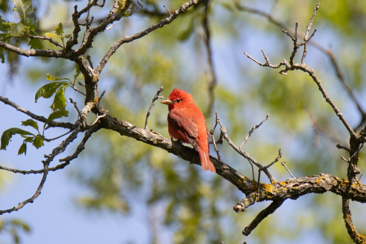 Summer Tanager - ML636289573