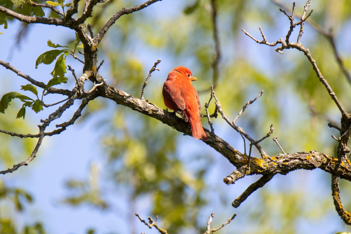 Summer Tanager - ML636289575