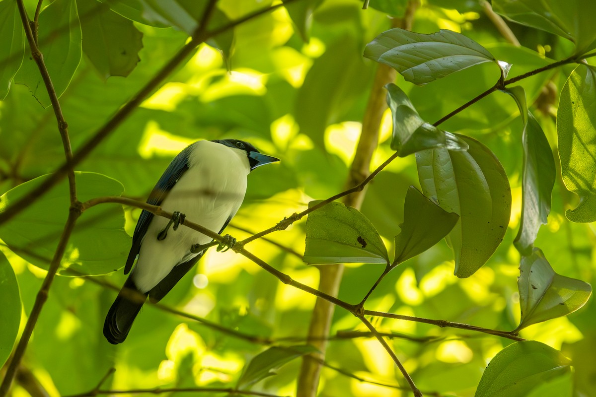 Madagascar Blue Vanga - ML636289642