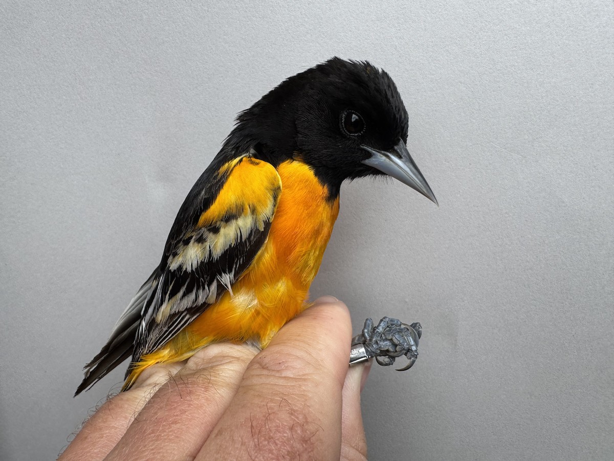 Baltimore Oriole - Alex Lamoreaux