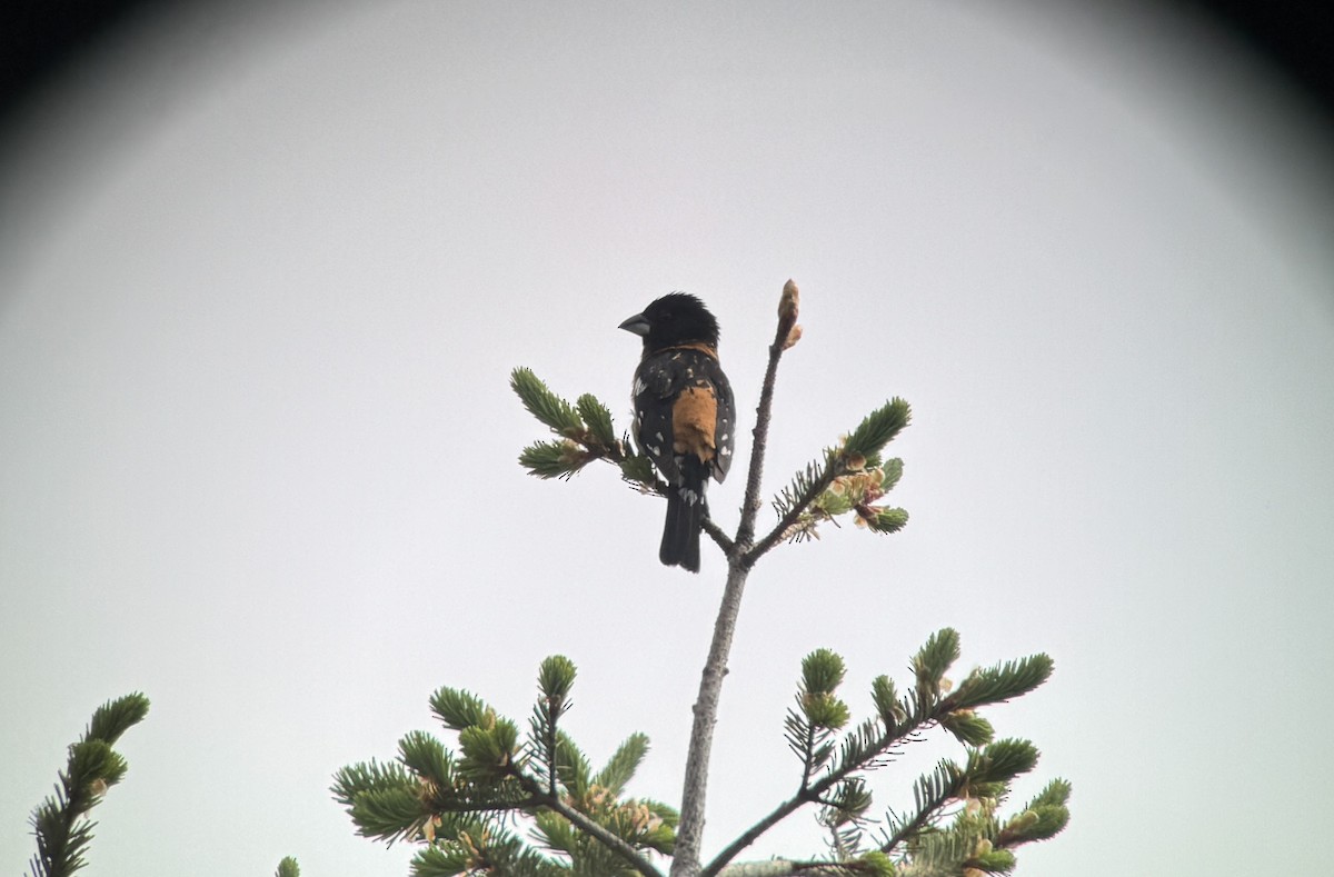 Black-headed Grosbeak - ML636289898