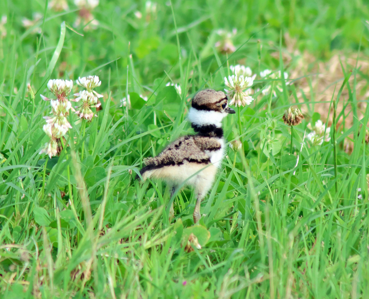 Killdeer - ML636289908