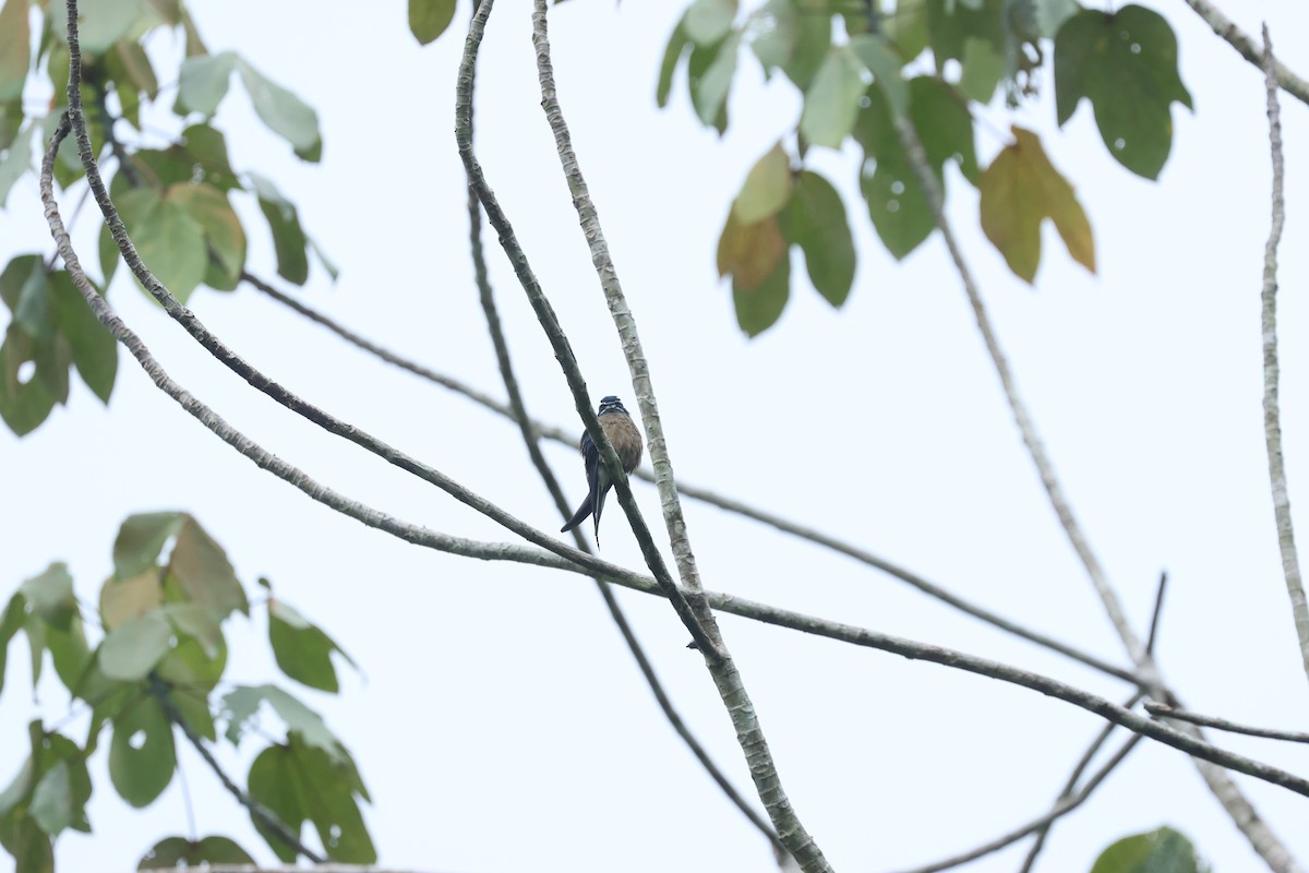Whiskered Treeswift - ML636289909