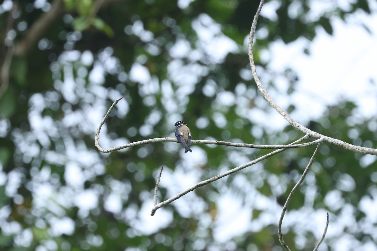 Whiskered Treeswift - ML636289910