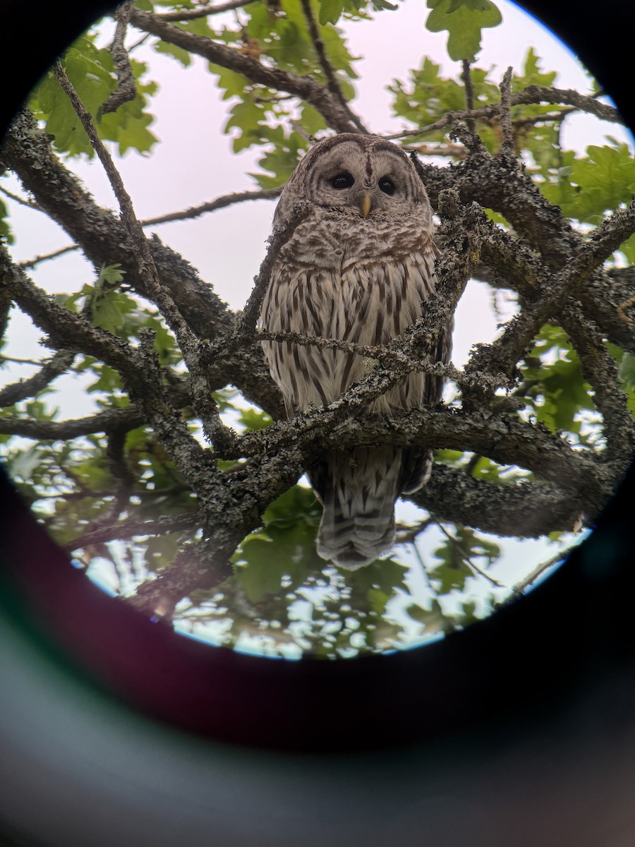 Barred Owl - ML636289970