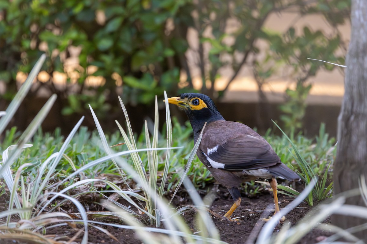 Common Myna - ML636289997