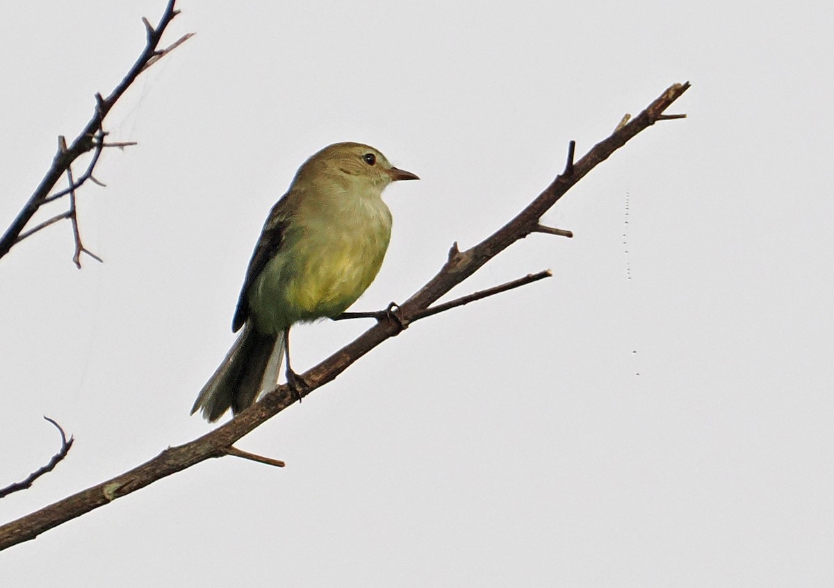 Mouse-colored Tyrannulet (Southern) - ML636290027