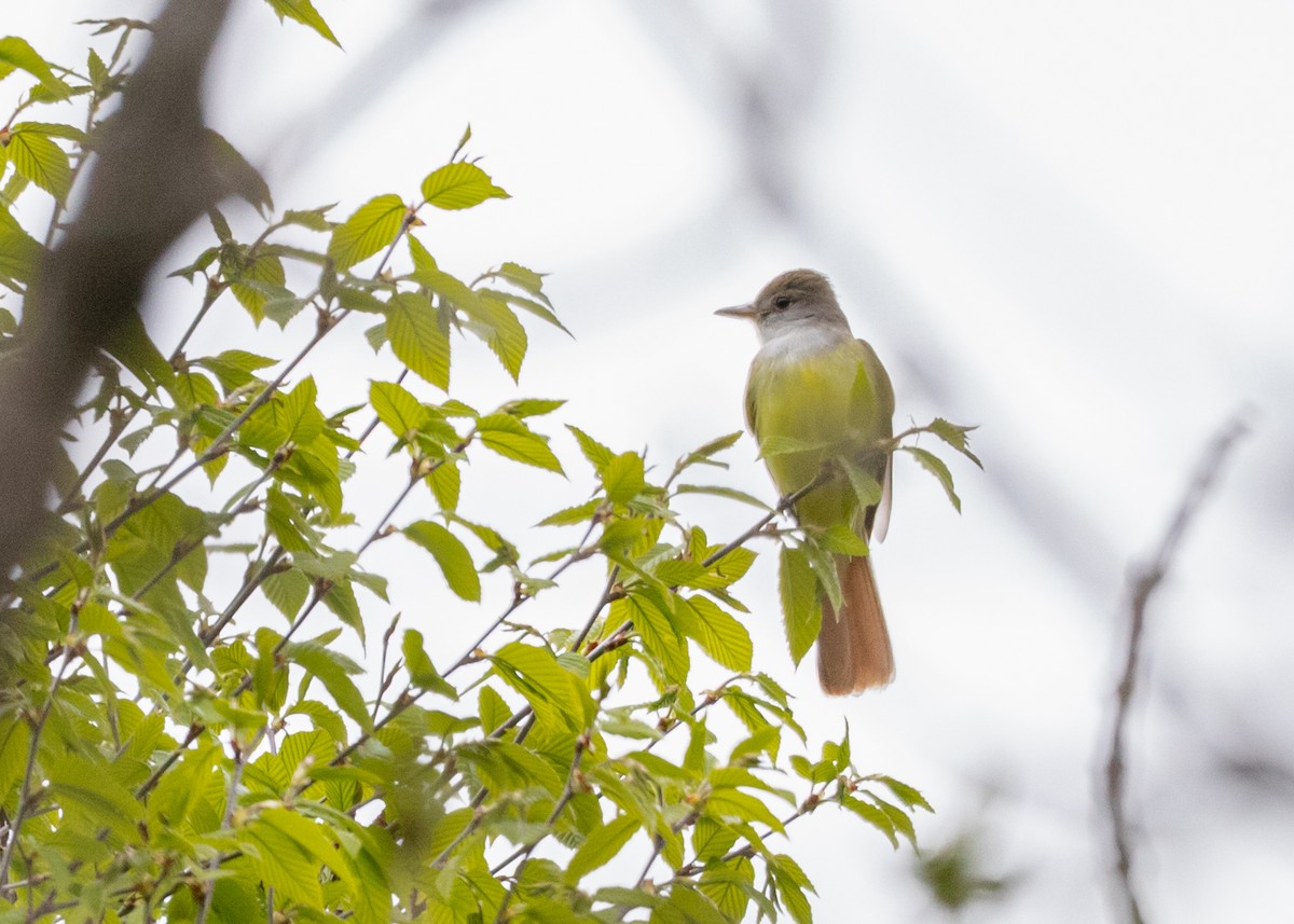 Great Crested Flycatcher - ML636290135