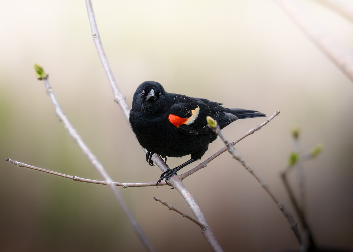 Red-winged Blackbird - ML636290179