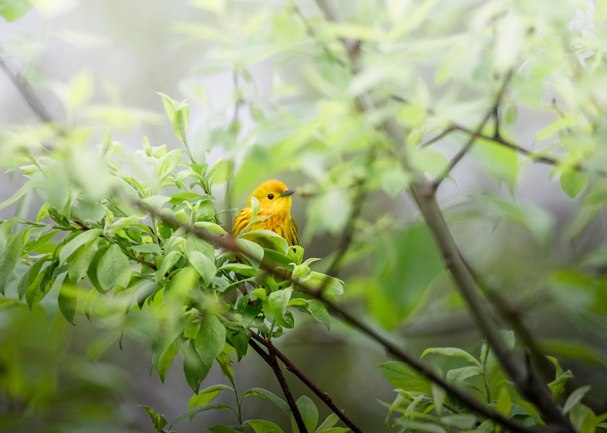 Yellow Warbler - ML636290218
