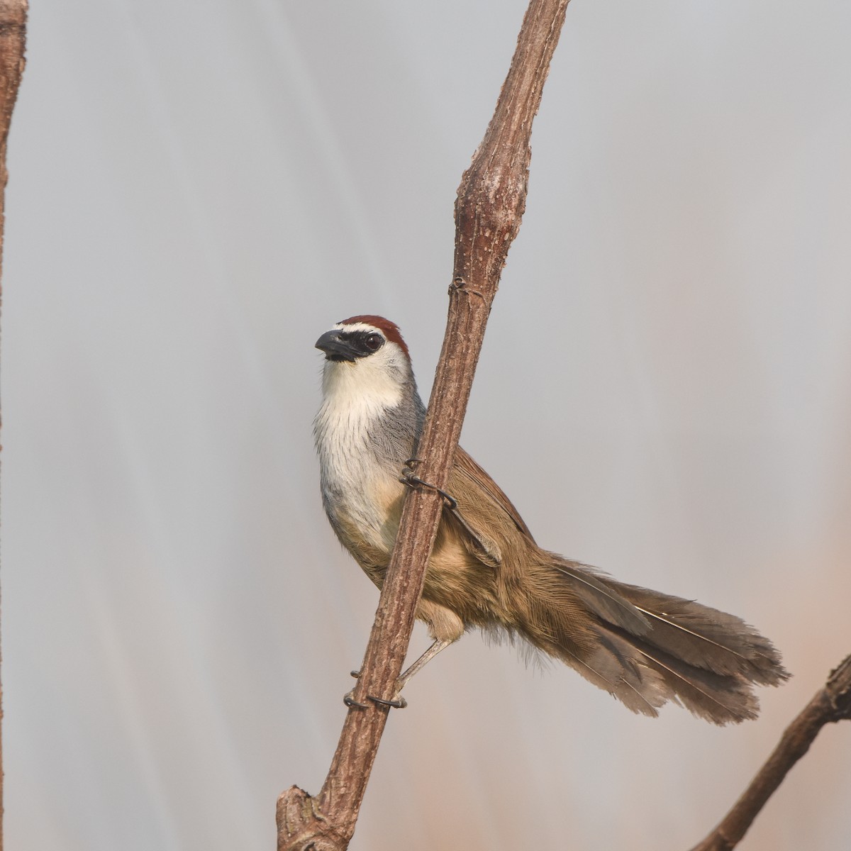 Chestnut-capped Babbler - ML636290448