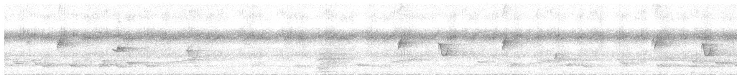 White-tailed Crested Flycatcher - ML636290524