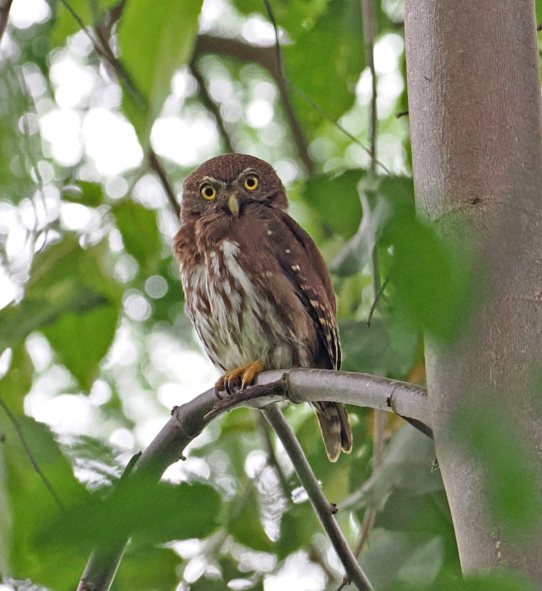 Ferruginous Pygmy-Owl - ML636290554