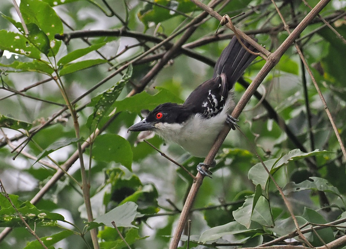 Great Antshrike - ML636290558