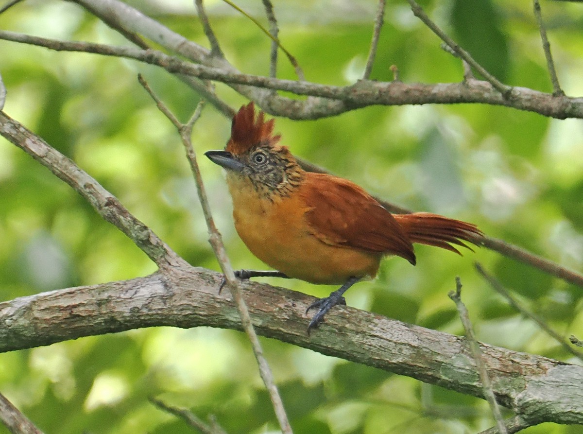 Barred Antshrike - ML636290568