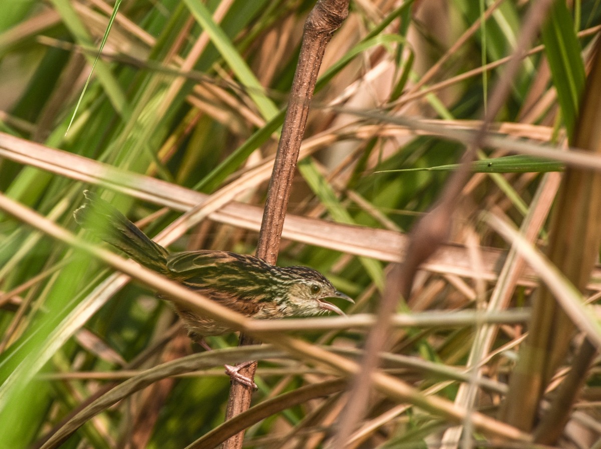 Indian Grassbird - ML636290574