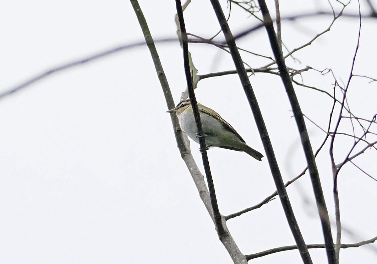 Chivi Vireo - ML636290602