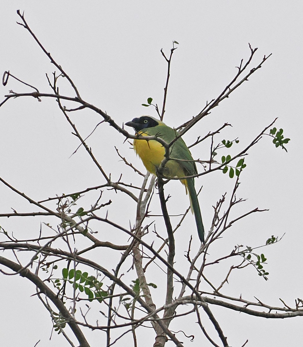 Green Jay (Inca) - ML636290607