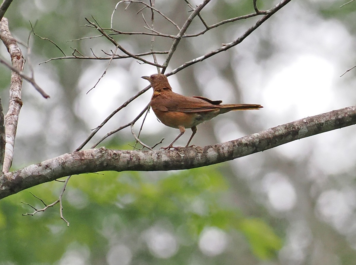 Hauxwell's Thrush - ML636290609
