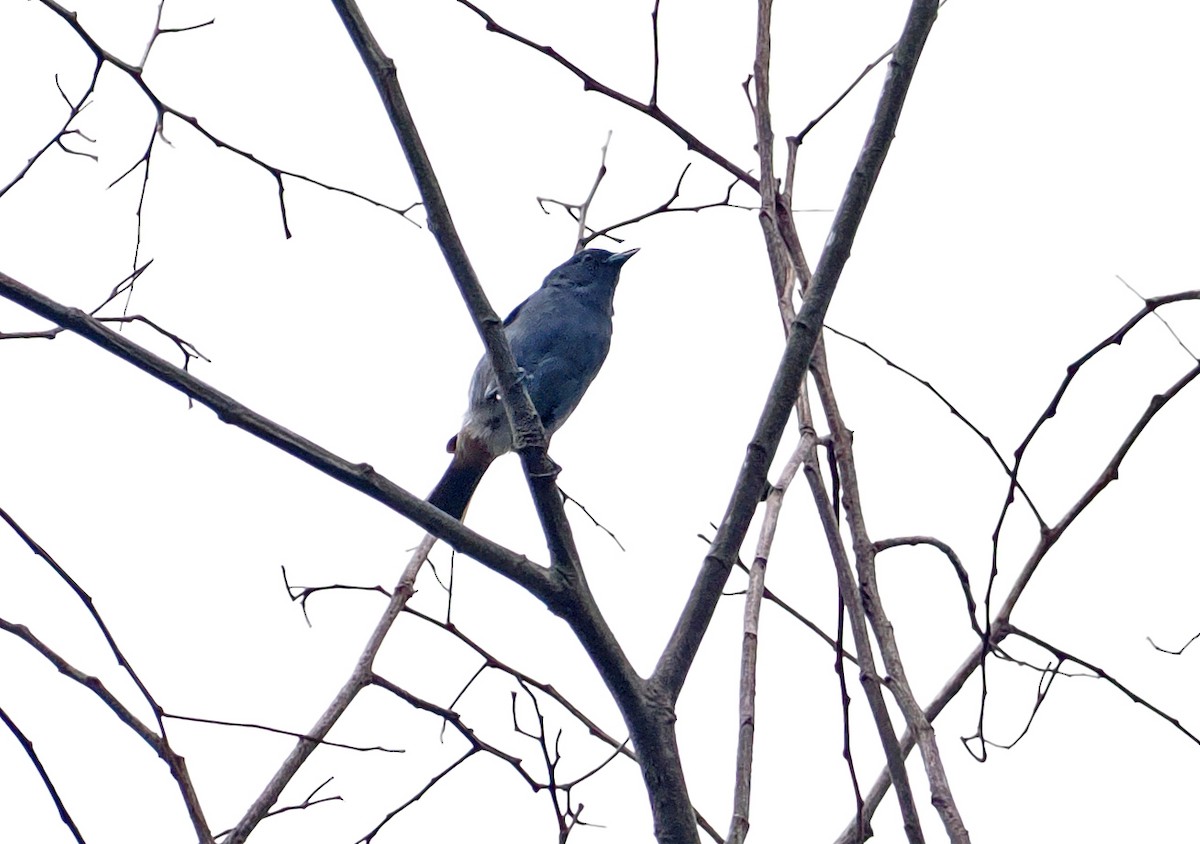Chestnut-vented Conebill - ML636290617