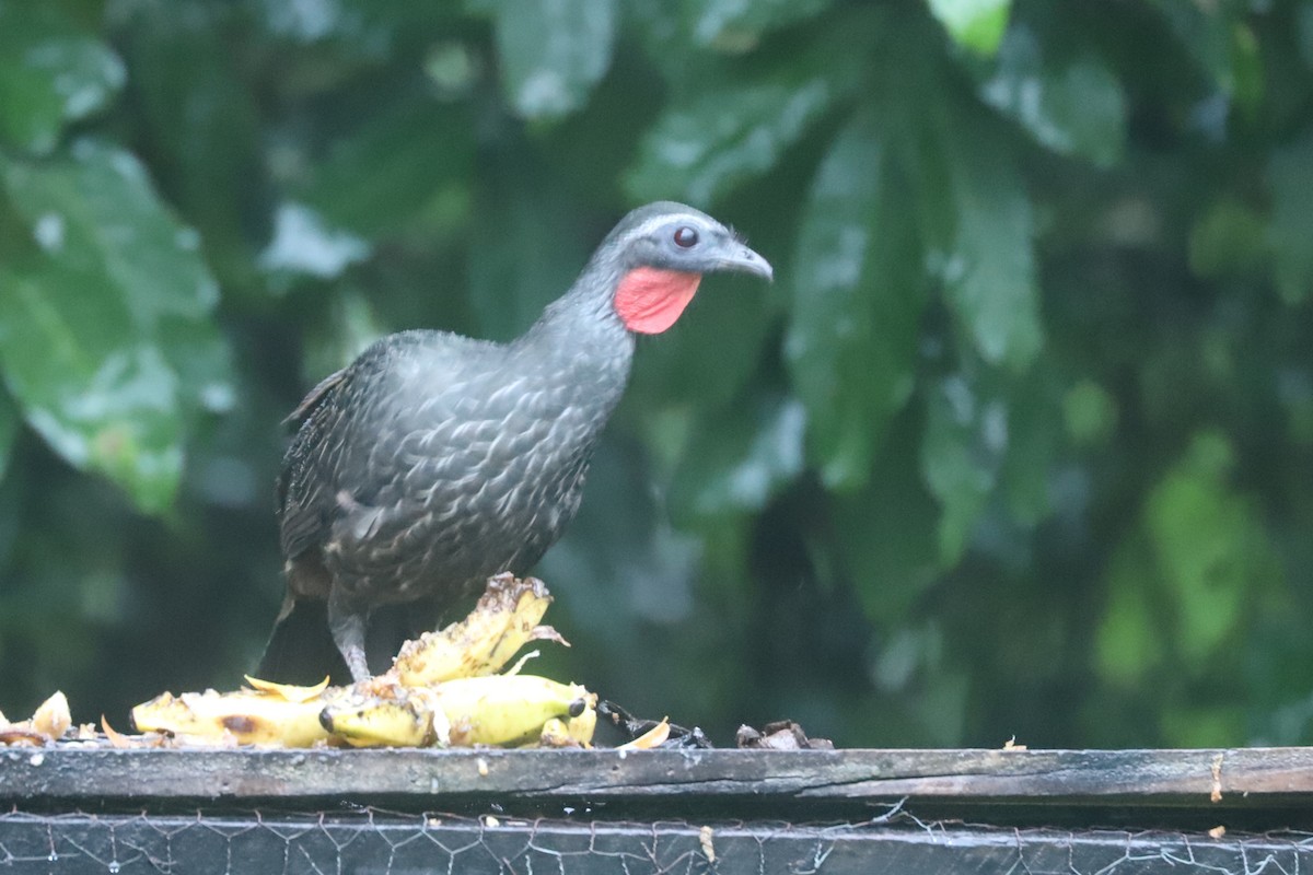 Weißstirnguan - ML636290628