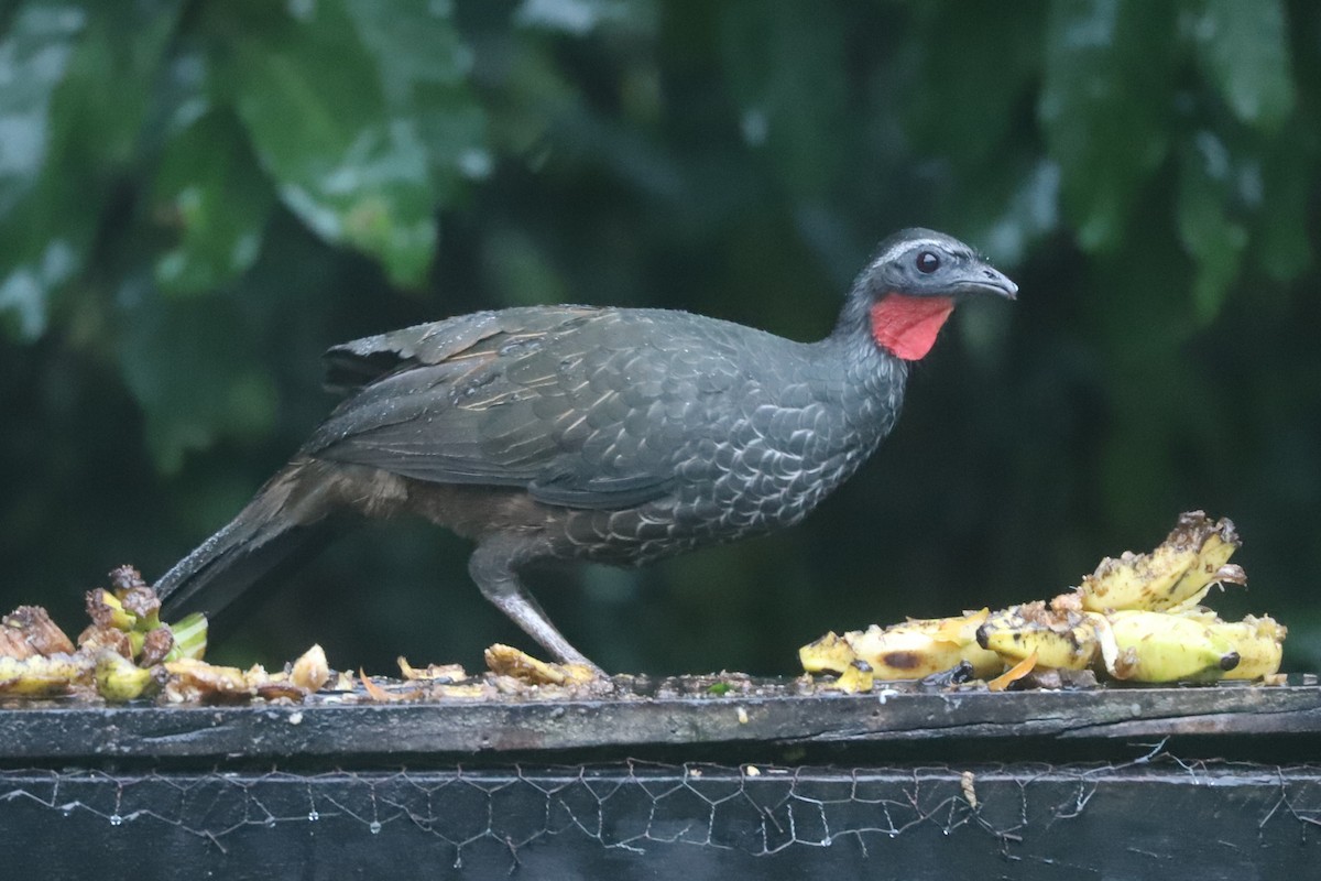 Weißstirnguan - ML636290629