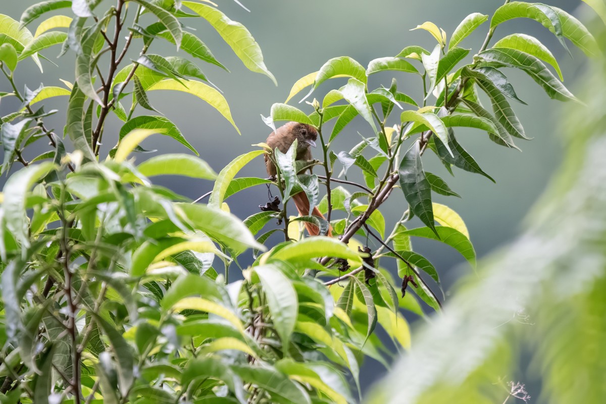 Azara's Spinetail - ML636290659