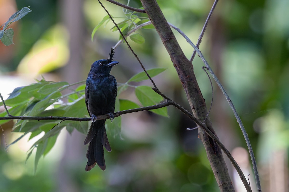 Crested Drongo (Madagascar) - ML636290678