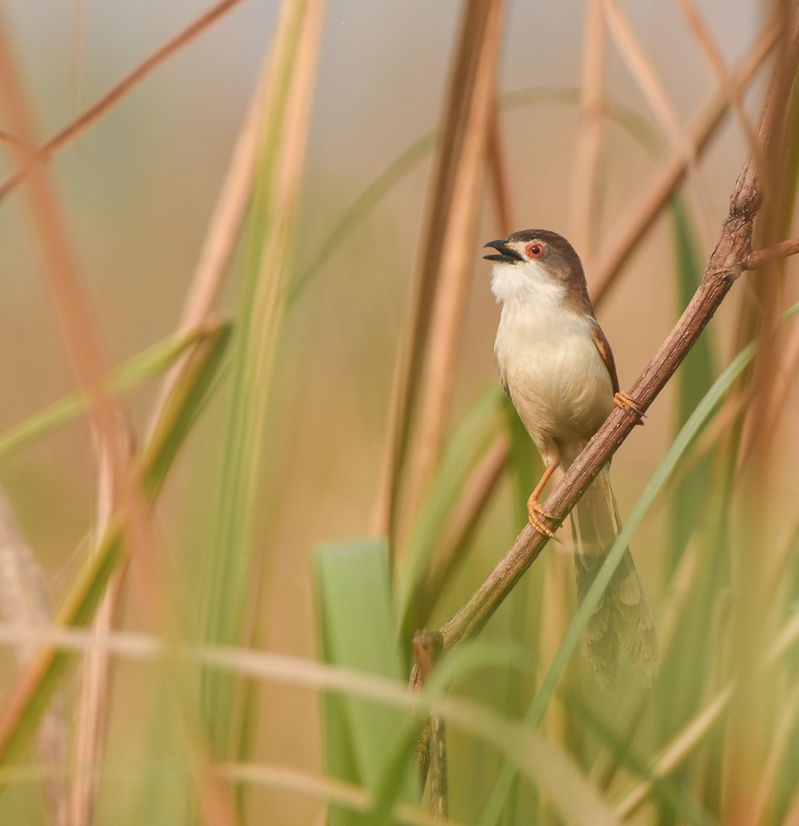 Yellow-eyed Babbler - ML636290686