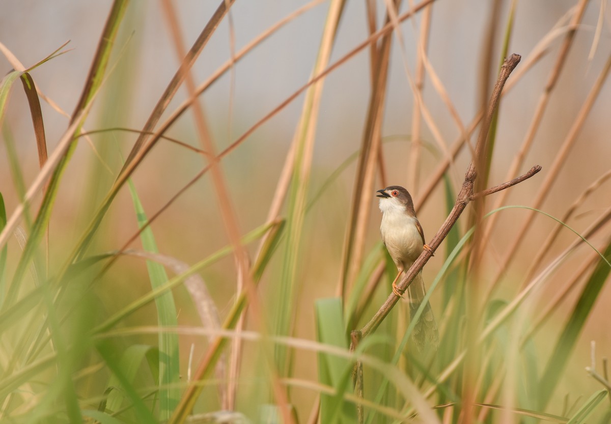 Yellow-eyed Babbler - ML636290687