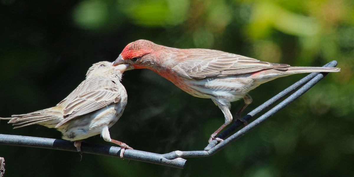 House Finch - ML636290691