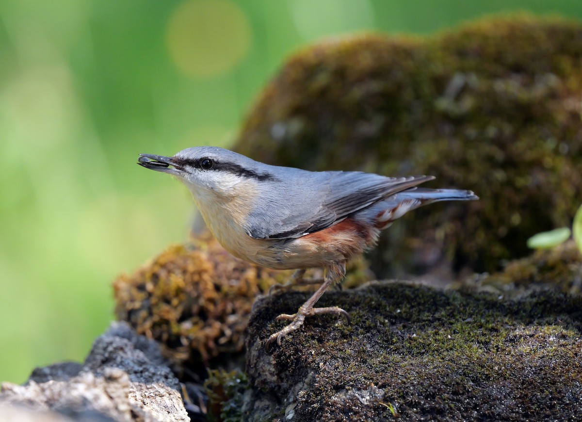 Eurasian Nuthatch (Western) - ML636290707