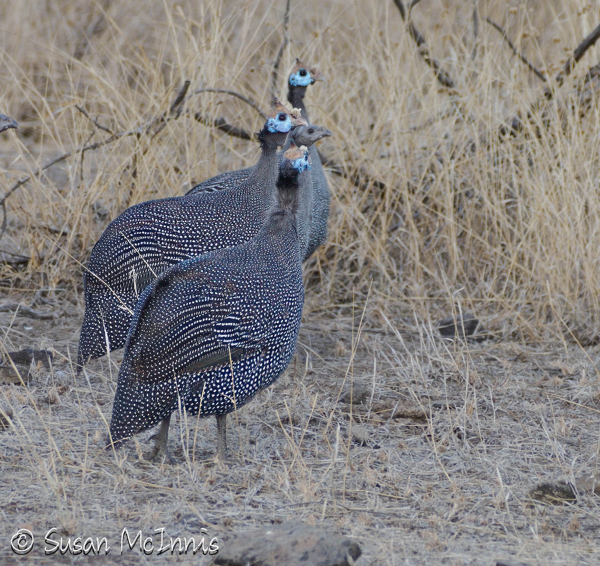 Helmeted Guineafowl (Helmeted) - ML636290772