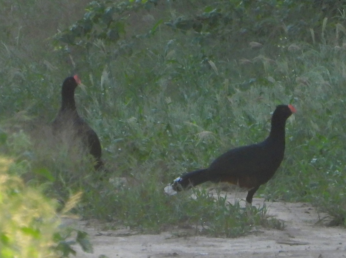 Razor-billed Curassow - ML636290797
