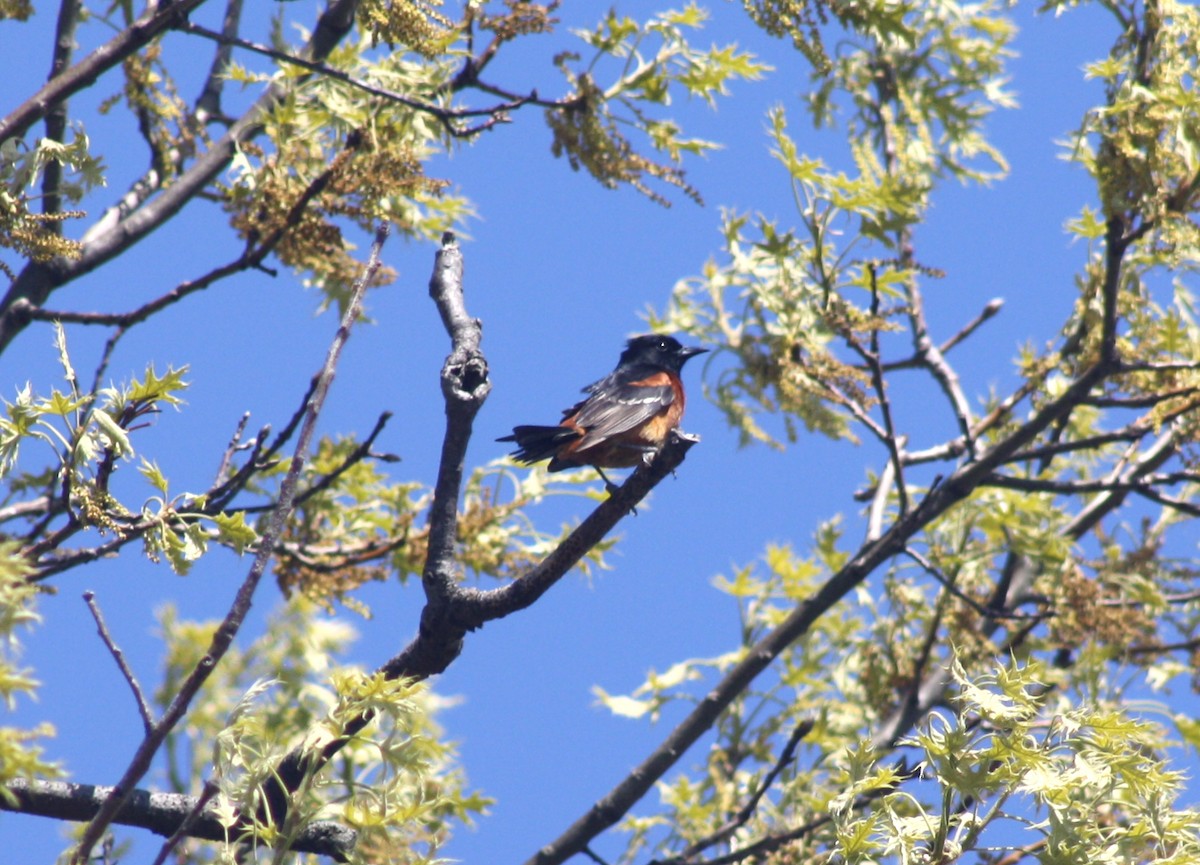 Orchard Oriole - ML636290820