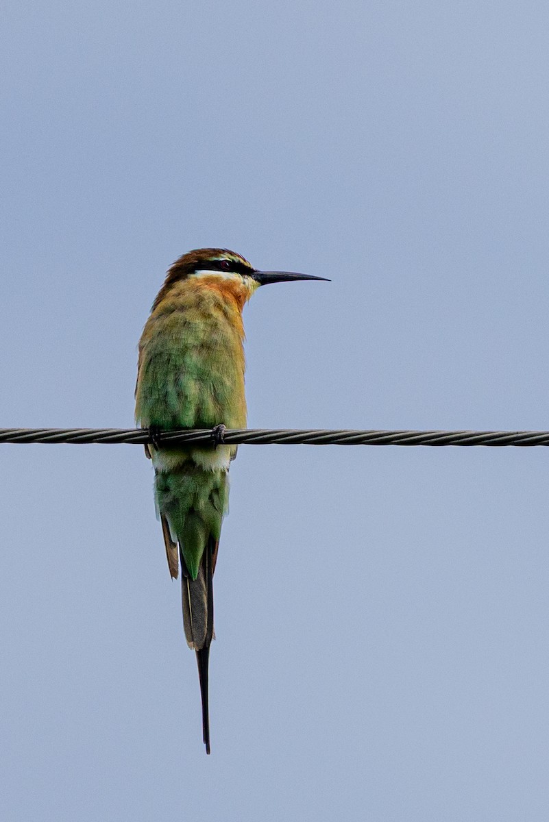 Olive Bee-eater - ML636290825