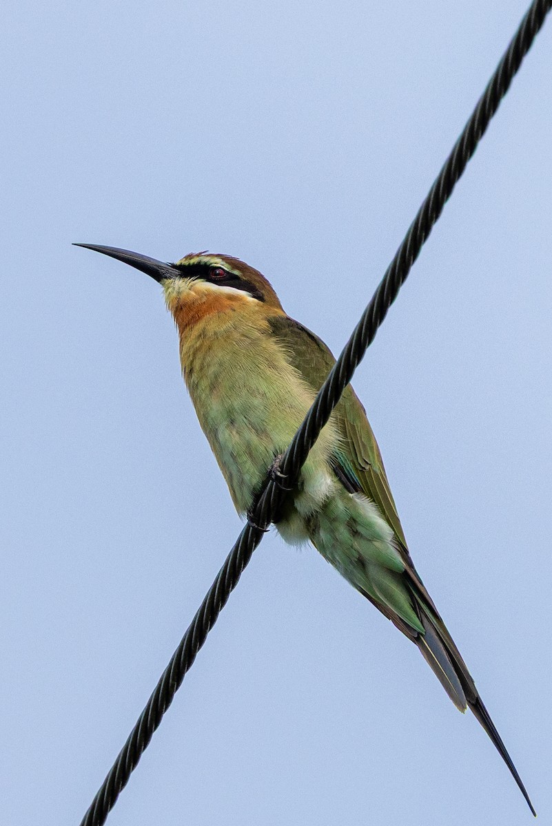 Olive Bee-eater - ML636290826