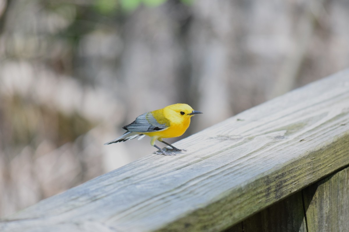 Prothonotary Warbler - ML636290847