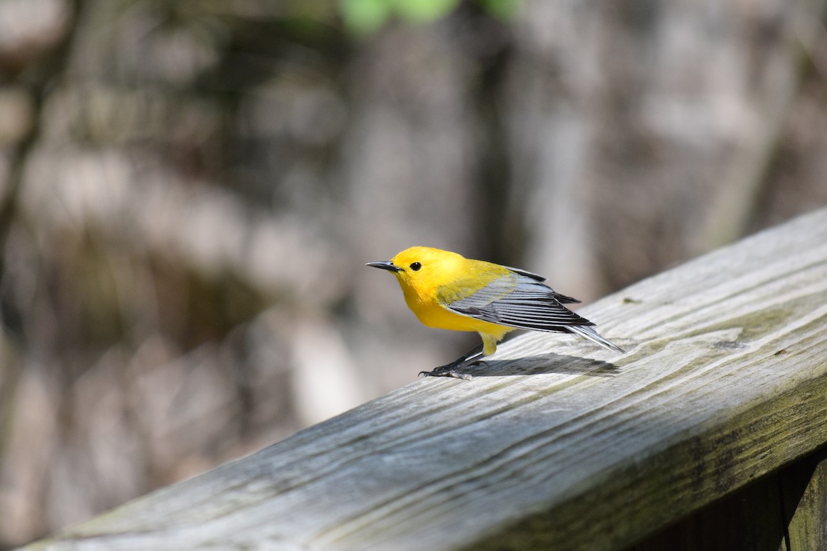 Prothonotary Warbler - ML636290920