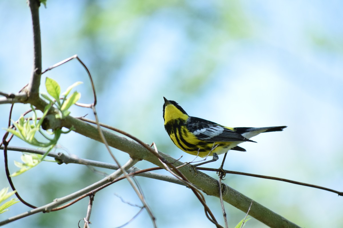Magnolia Warbler - ML636291013