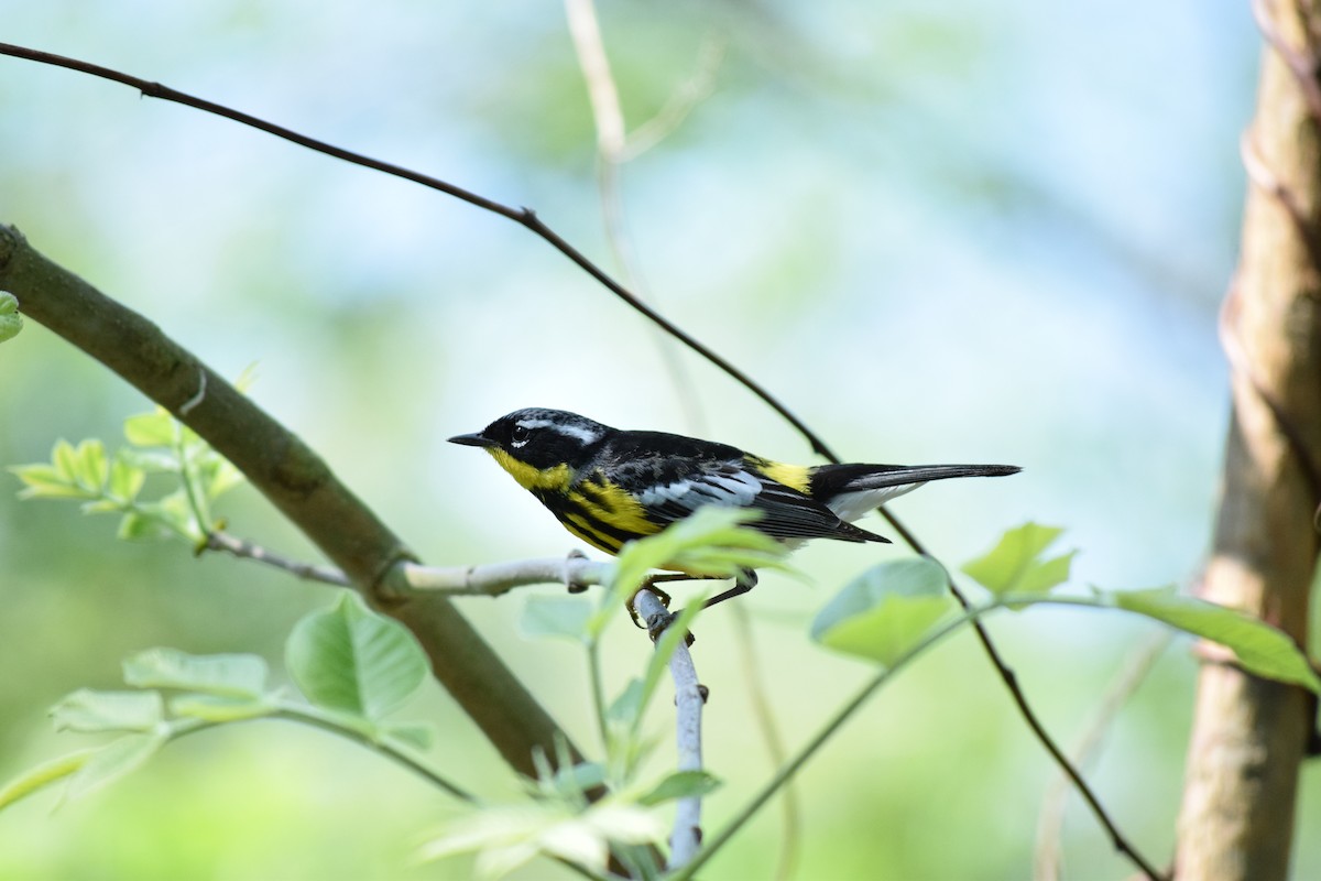Magnolia Warbler - ML636291045